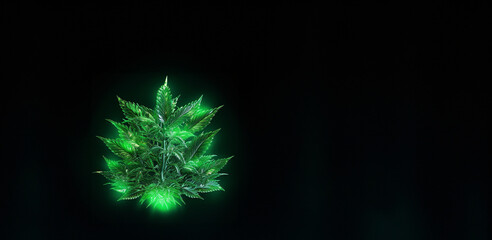 Marijuana Pflanze mit dunklen Hintergrund als Querformat f&uuml;r Banner, ai generativ