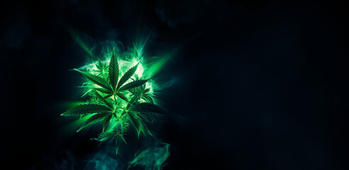 Fototapeta premium Marijuana Pflanze mit dunklen Hintergrund als Querformat für Banner, ai generativ