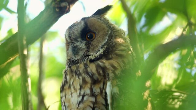 Close up detail of long eared owl (Asio otus) gazing bizarrely around from dense branch deep in crown. Wildlife dark tranquil portrait footage of bird head in detail in natural habitat background.