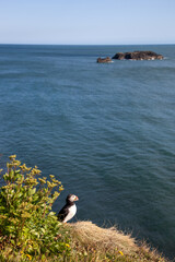atlantic puffin on a cliff