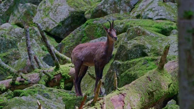 Pyrenean chamois (Rupicapra pyrenaica) standing and looking around