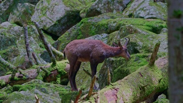 Pyrenean chamois (Rupicapra pyrenaica) eating rock moss