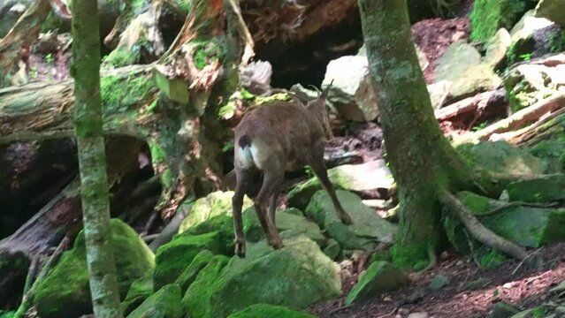 Pyrenean chamois (Rupicapra pyrenaica) looking around and walking