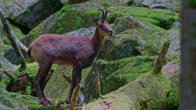 Pyrenean chamois (Rupicapra pyrenaica) eating rock moss