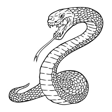rattlesnake outline vector illustration
