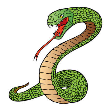 rattlesnake vector illustration