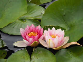 水生植物　ピンク色の睡蓮