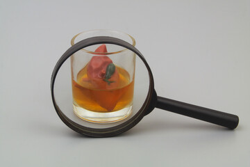 Effect of alcohol on the liver concept. Liver in whiskey under magnifying glass. 