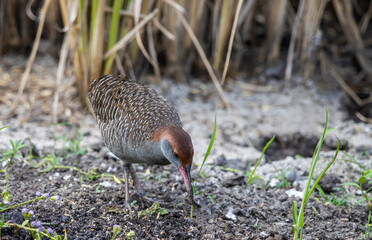 Slaty-breasted Rail on the ground animal portrait.