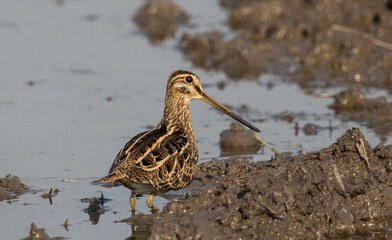 Pintail Snipe on the ground animal portrait.