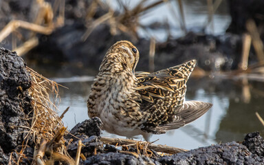 Pintail Snipe on the ground animal portrait.