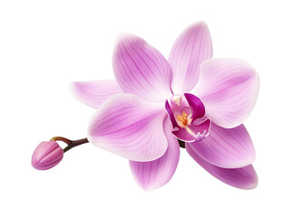 Obraz na płótnie Canvas Beautiful and photorealistic, pink flower blossom on transparent background. Bloom, plant. PNG. Close-up view. Cut out element. Generative AI.