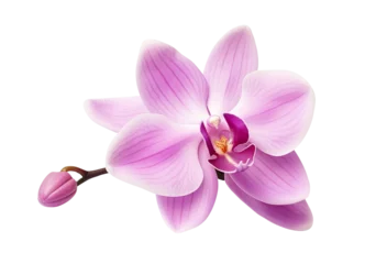 Fotobehang Beautiful and photorealistic, pink flower blossom on transparent background. Bloom, plant. PNG. Close-up view. Cut out element. Generative AI. © Kassiopeia 