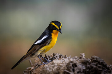 Fototapeta premium Narcissus Flycatcher animal portrait close up shot.
