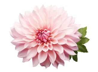 Beautiful and photorealistic, pink flower blossom on transparent background. Bloom, plant. PNG. Close-up view. Cut out element. Generative AI.