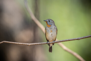 Red-breasted Flycatcher on the branch tree.