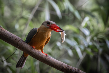 Stork-billed Kingfisher on the branch tree.