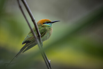  Asian Green Bee-eater animal portrait.