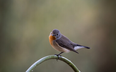 Red-breasted Flycatcher on the branch tree animalportrait.