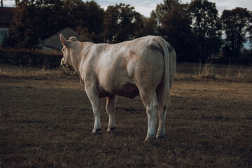 White cow standing in a field