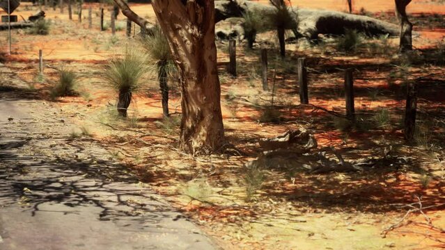 Western Africa highway Road through savanna desert