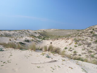 The sand dunes on the Atlantic shore. Cap Ferret, France, summer 2023.