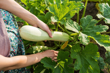 Obraz premium Farmer picking zucchini from the garden