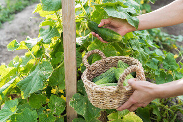 Farmer harvests a fresh crop of cucumbers in a basket. Fresh picked vegetables