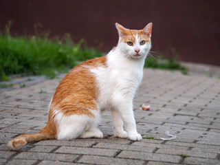 cat with white and brown fur, sitting on the pavement, looking at the camera, from a close distance, Felis catus