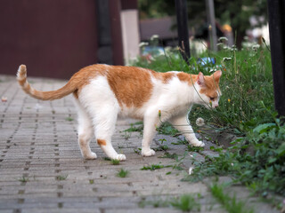 cat with white and brown fur, standing on the pavement and sniffing the grass, from a close distance, Felis catus