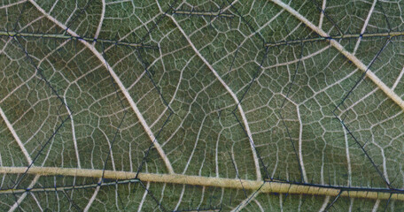 beautiful leaf texture taken with a macro lens. Blending of textures