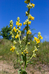 Verbascum speciosum yellow widflowers bees pollination. summer day