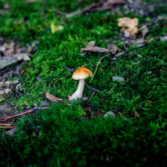 Mushrooms or fungus in the forest of Germany close-up