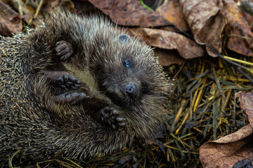 A native, wild European hedgehog curled up in an autumn leaf. Up close