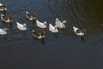 Domestic geese swim in the water. A flock of white beautiful geese in the river