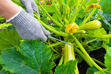 a farmer cuts a fresh zucchini with a knife.