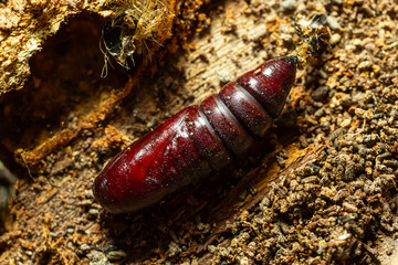 Brown chrysalis of a turnip moth Agrotis segetum on brown garden soil