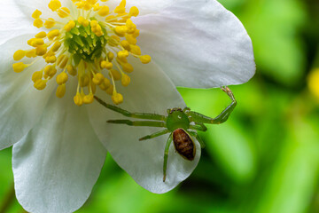 The Green Crab Spider, Diaea dorsata, hunts for prey on a white wood anemone flower