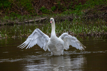The mute swan Cygnus olor on the water of a small river. A beautiful white bird