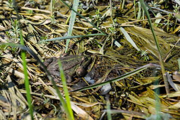 Frog Rana ridibunda pelophylax ridibundus sits on stones on the shore of garden pond. Blurred background. Selective focus. Spring landscaped garden. Natural habitat. Nature concept for design
