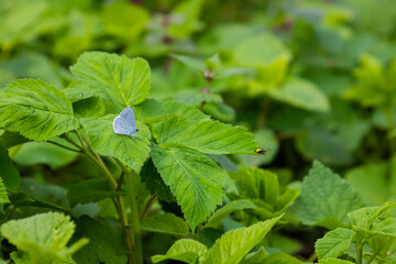 The Holly Blue butterfly Celastrina argiolus, wings slightly apart, resting on leaves