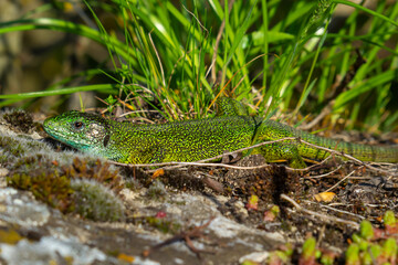 European green lizard Lacerta viridis emerging from the grass exposing its beautiful colors