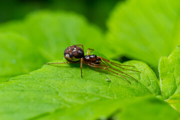 macro shot of Metellina spider on tip of green leaf, wildlife in natural environment