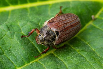 The crunch of the melolontha melolontha insect on a tree branch. Animal wildlife background