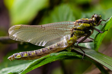 Dragonfly, Gompha vulgaris Gomphus vulgatissimus on the plant by lake morning sunlight in summer