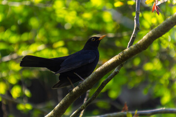 Fototapeta premium male Blackbird Turdus merula perched on the branch of a tree