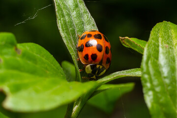 Closeup on the colorful seven-spot ladybird, Coccinella septempunctata on a green leaf in the garden