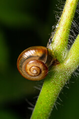 Oxychilus alliarius , commonly known as the garlic snail or garlic glass-snail