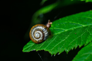 Oxychilus alliarius , commonly known as the garlic snail or garlic glass-snail