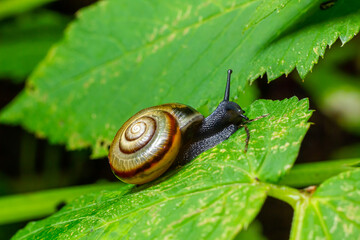 Oxychilus alliarius , commonly known as the garlic snail or garlic glass-snail